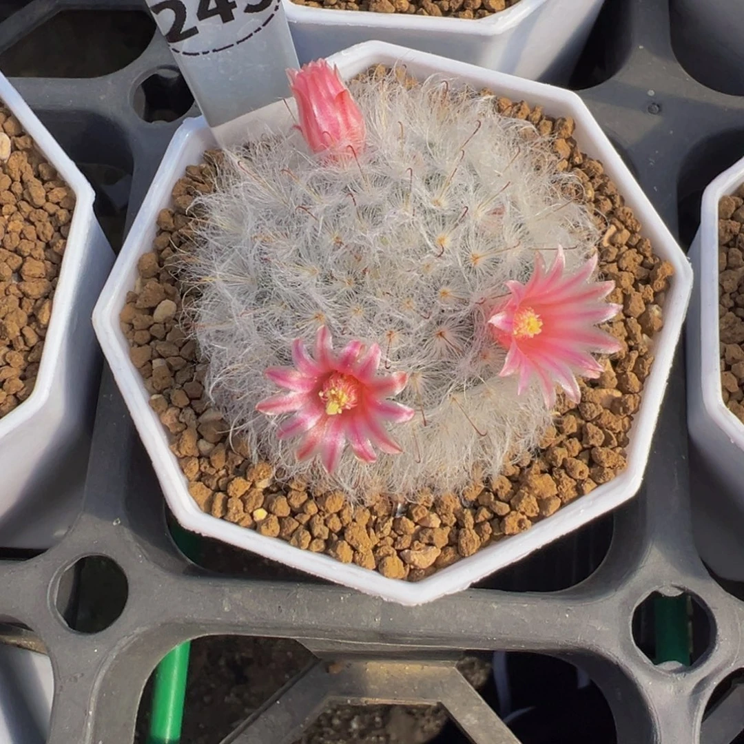 在****249实生根到货无花白云高砂多肉植物带盆土