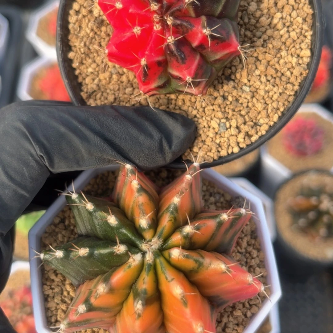 @****产实生米哈哈哈好帅啊