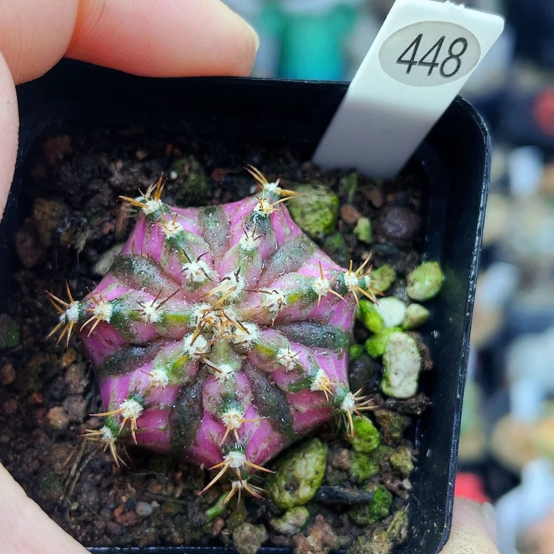 非偏远地区满25包邮仙人球