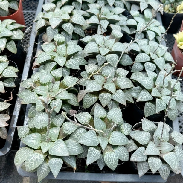 中康平多肉植物一颗