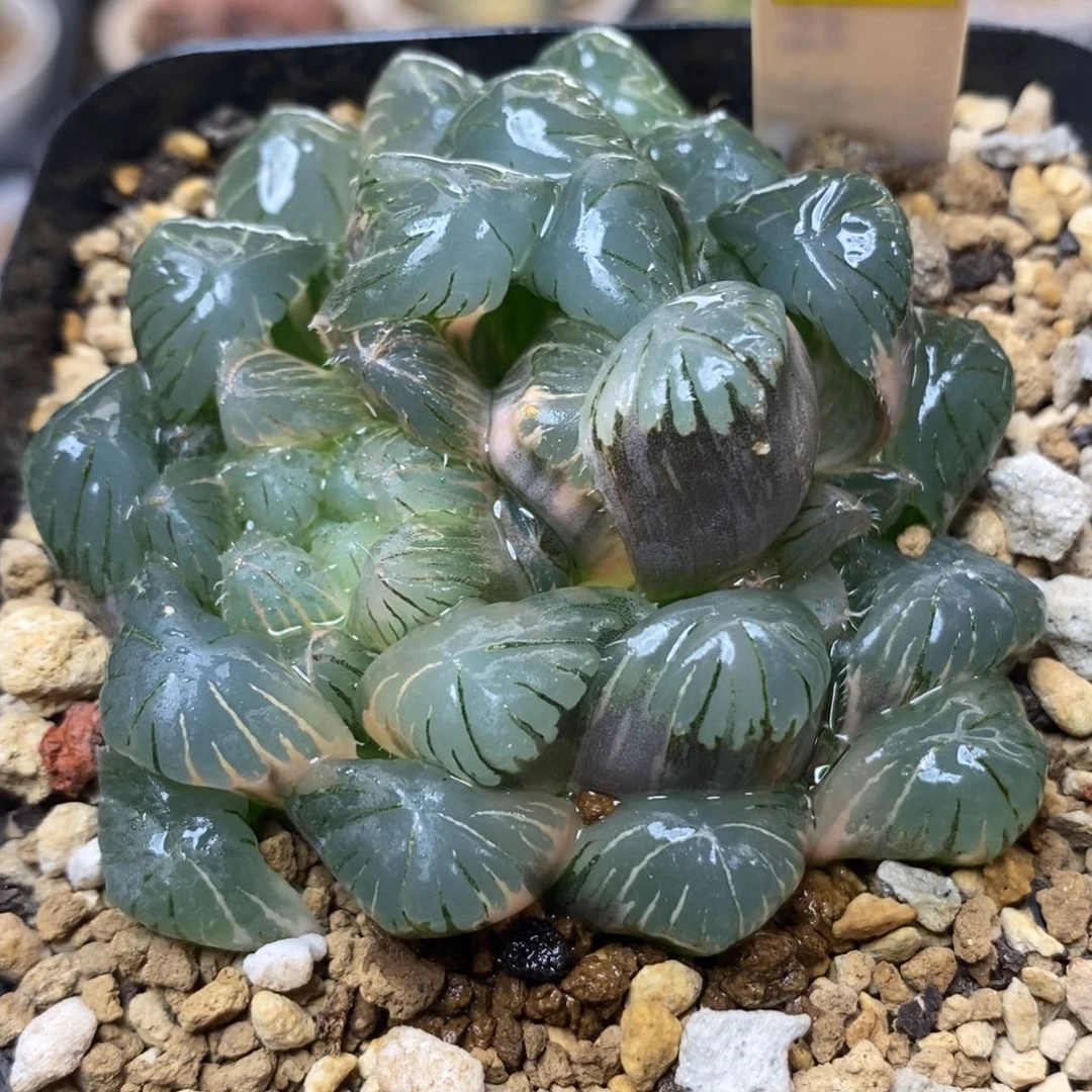 552湖水玉露锦一物一拍