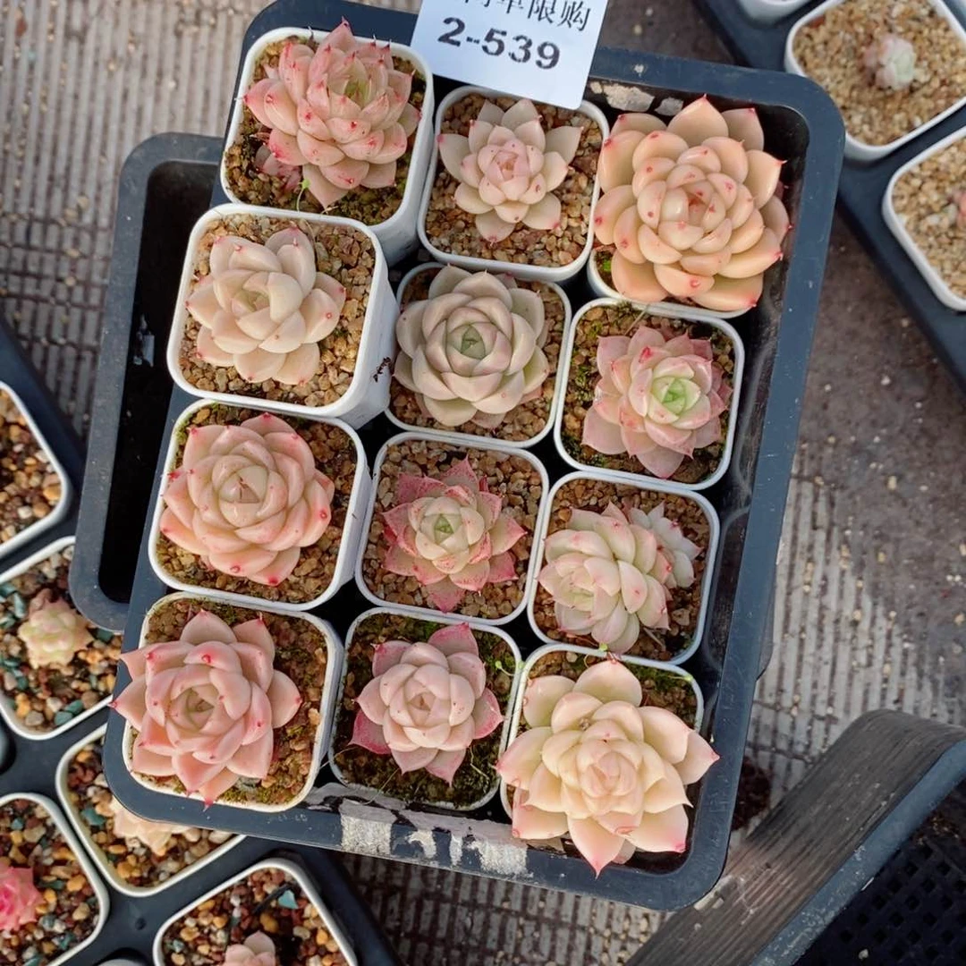 2-539 新疆西藏内蒙不发货 零下不拍保温箱不包损