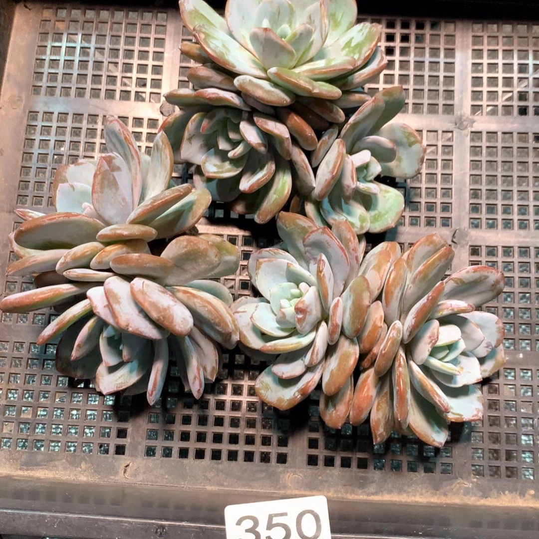 #350 不拍冷链不售后。