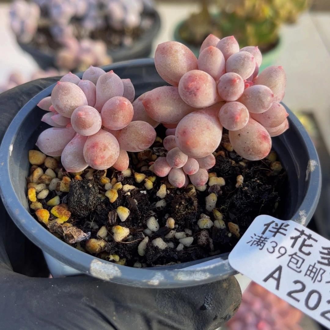 202婴儿手指奶酪7厘米多肉