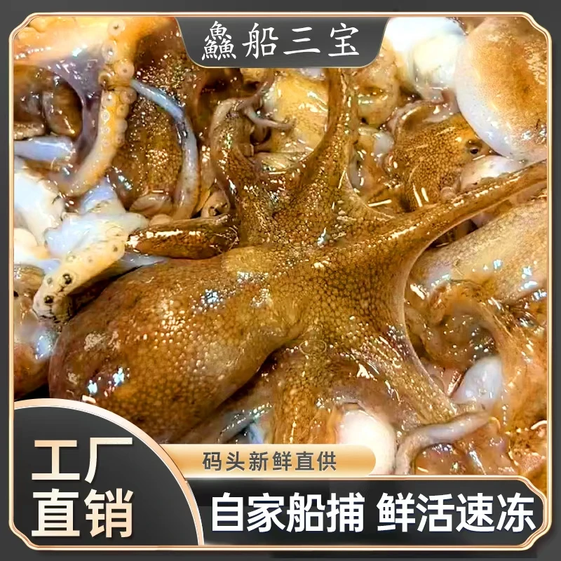 【渔三宝】渤海湾 短腿巴蛸6斤 桃花蛸 速冻发货 顺丰到家