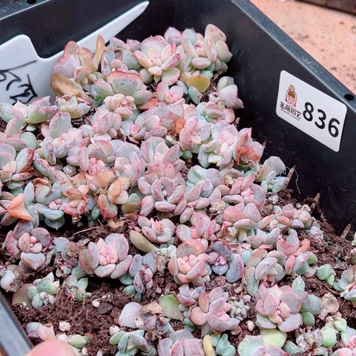 凡***静多肉植物多肉植物
