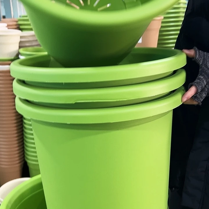 微瑕9号四季口46高40果绿无托4只