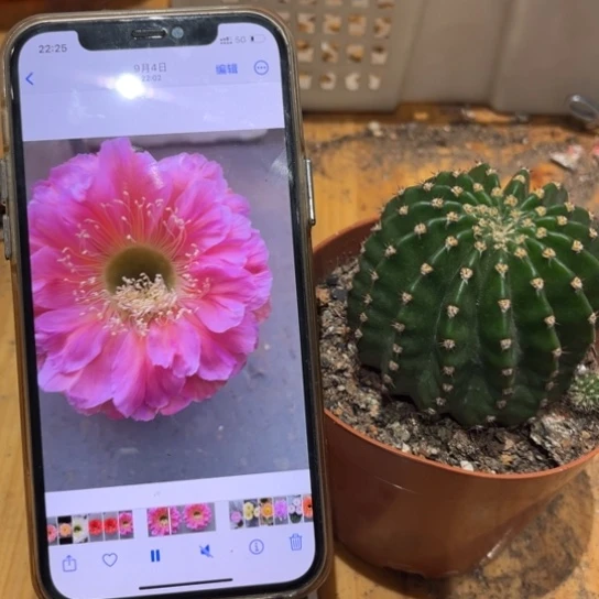 露露金刚6.5公分左右