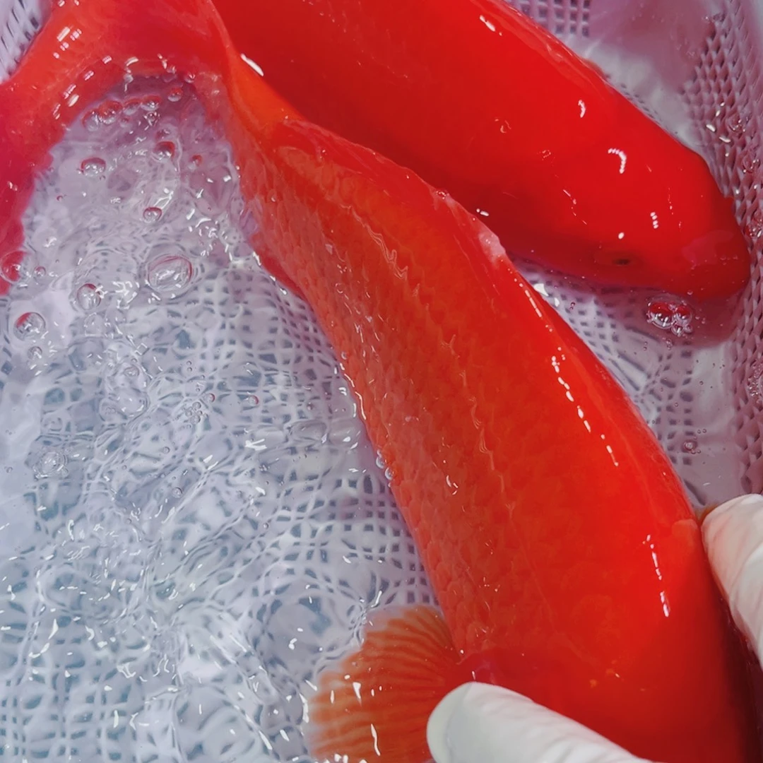 锦鲤锦鲤冷水鱼观赏
