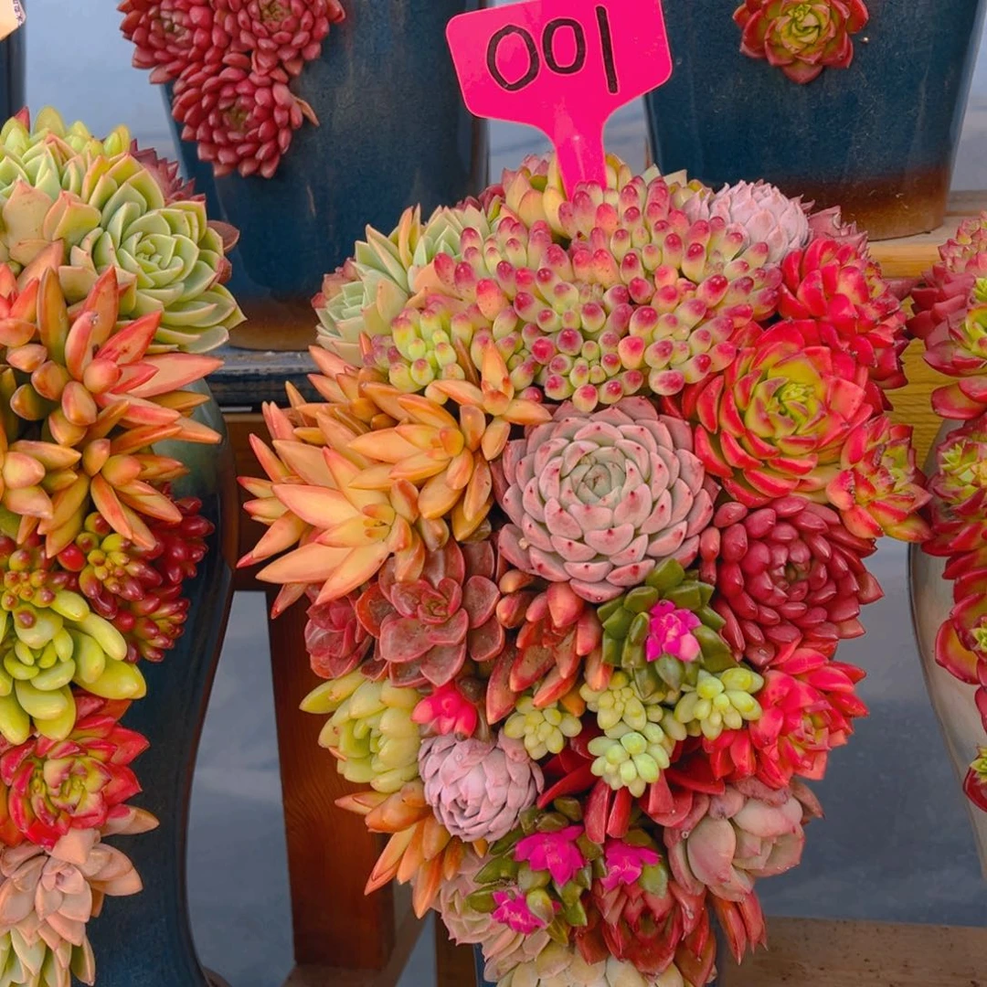 这个是真的很好看001