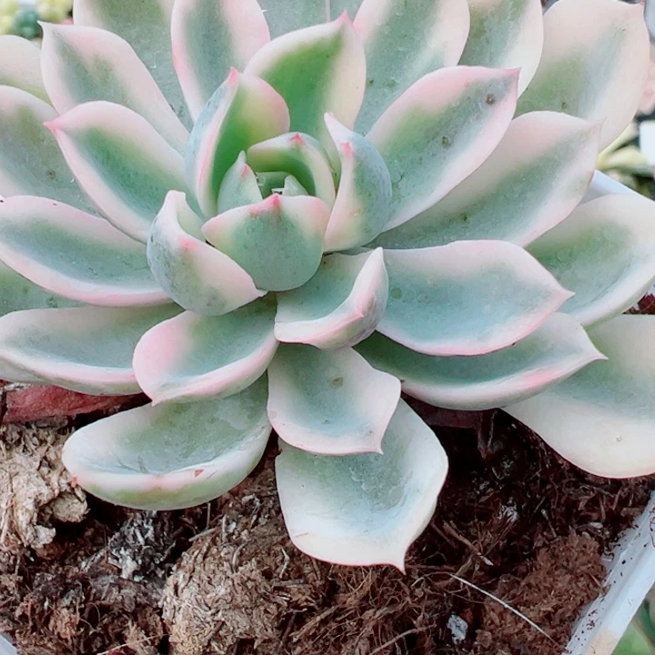 泪无痕锦多肉植物