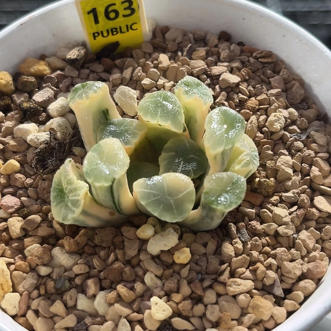 163糊斑万象锦福利福利