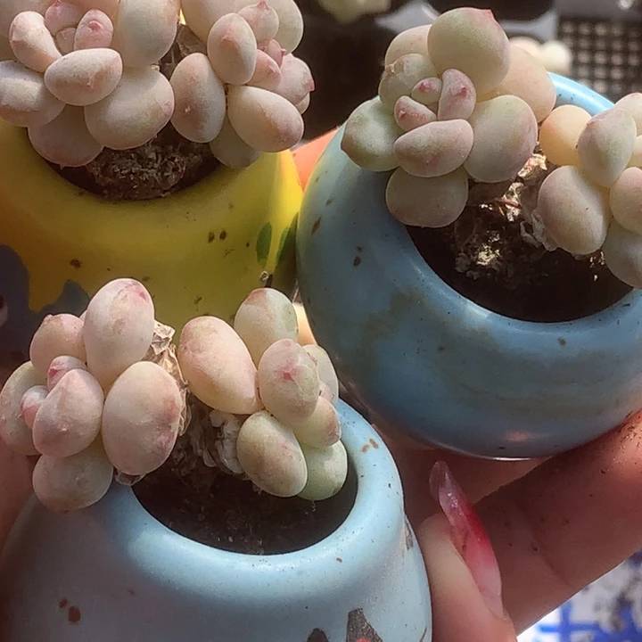 樱桃奶 双。拍5发6颗。。（满9.99包邮不满9.99发叶子）