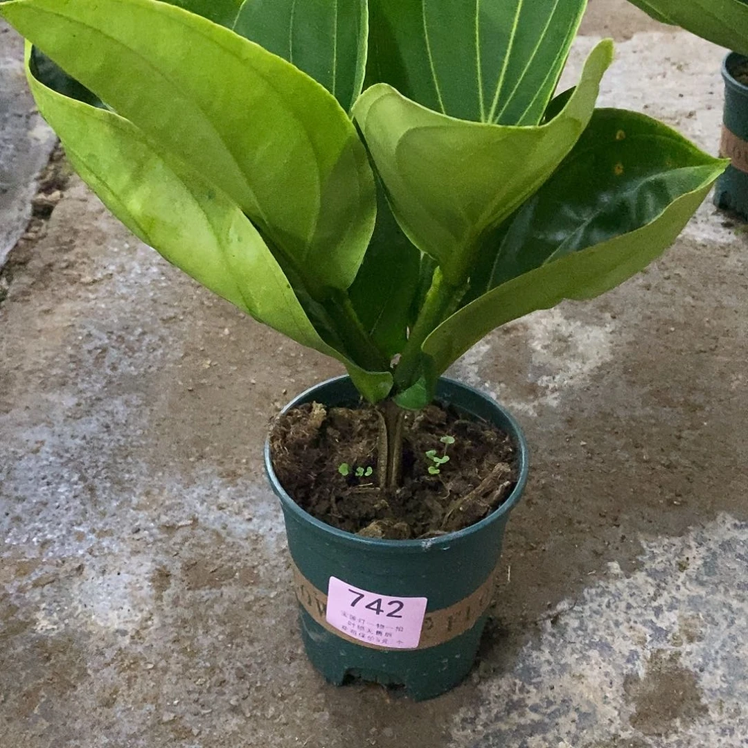 用****8木本花卉742