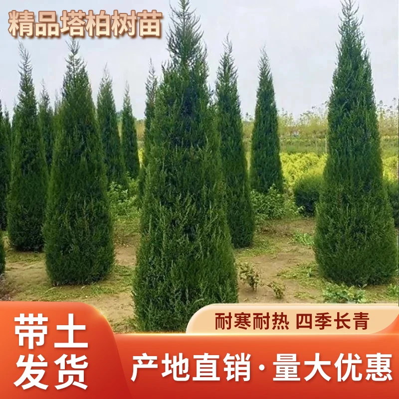 四季常青塔柏塔松树苗蜀桧墓地松清明松绿化苗清明节扫墓塔柏盆栽