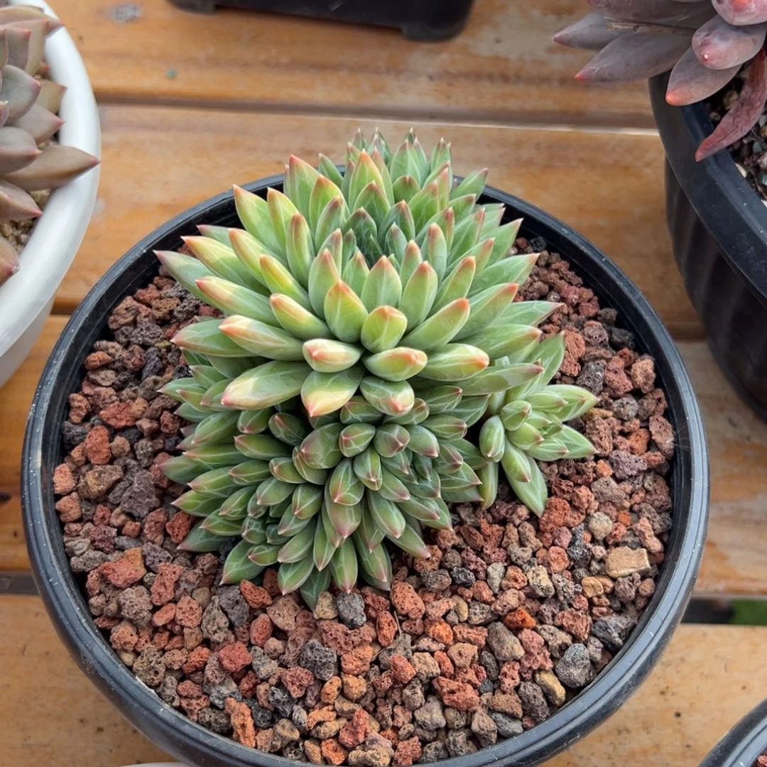 多肉青花瓷美人【非偏远地区满18包邮】