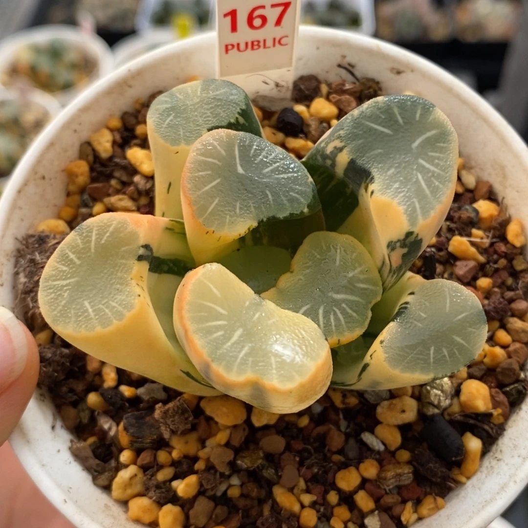 167湖斑殴大宝万象锦