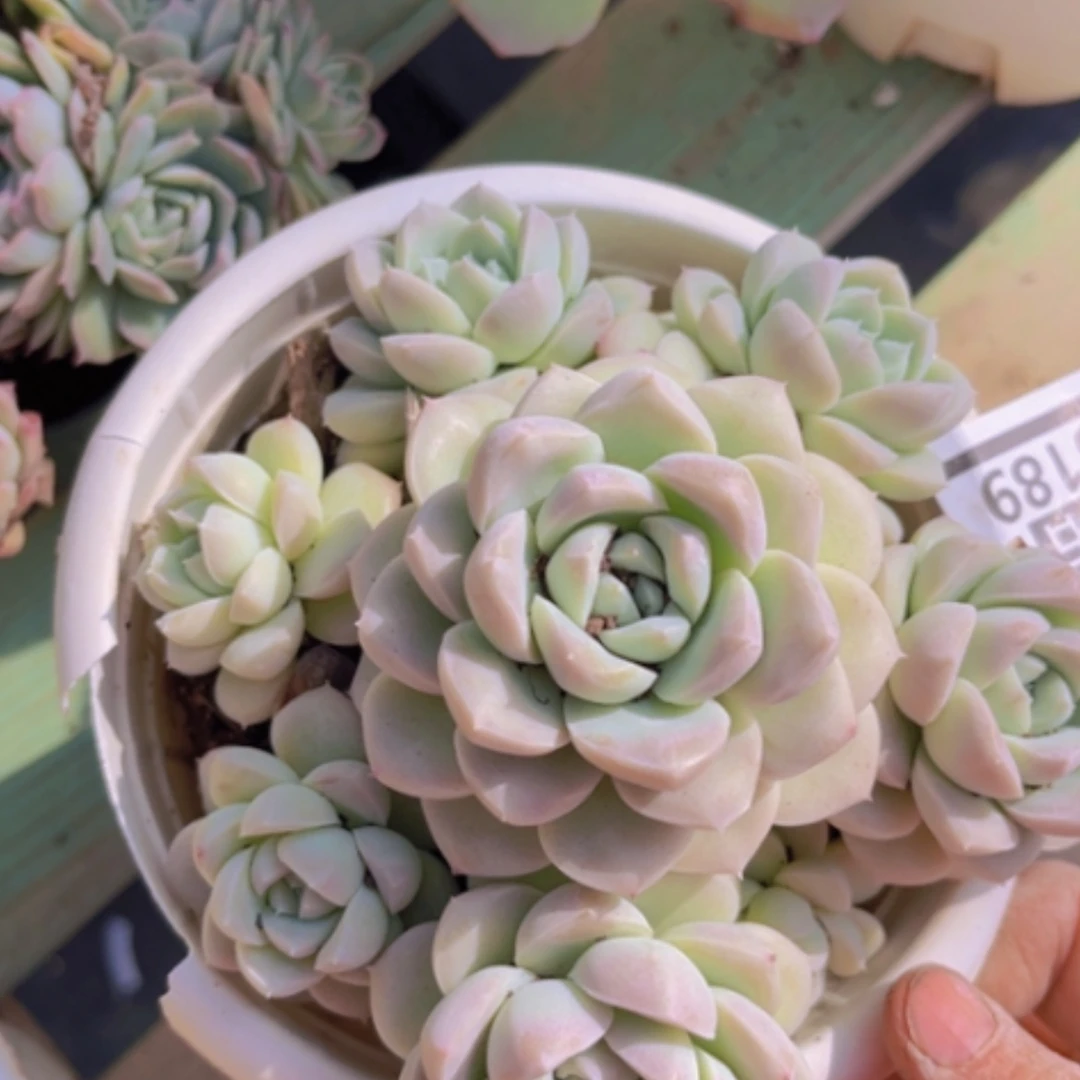 【闪购商品】奶油美人05189