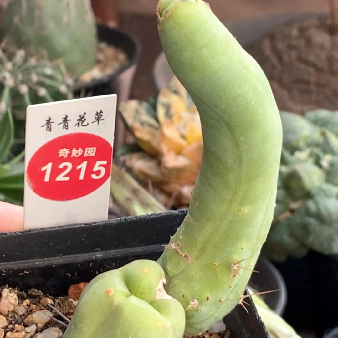 自根双头程程柱一颗