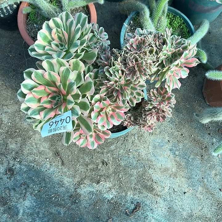 0446女郎缀多肉植物