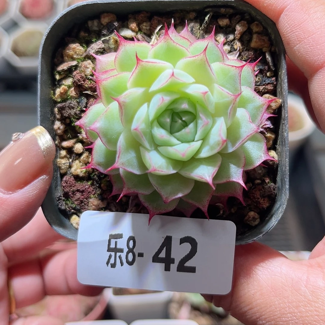 乐8-42 女王单头