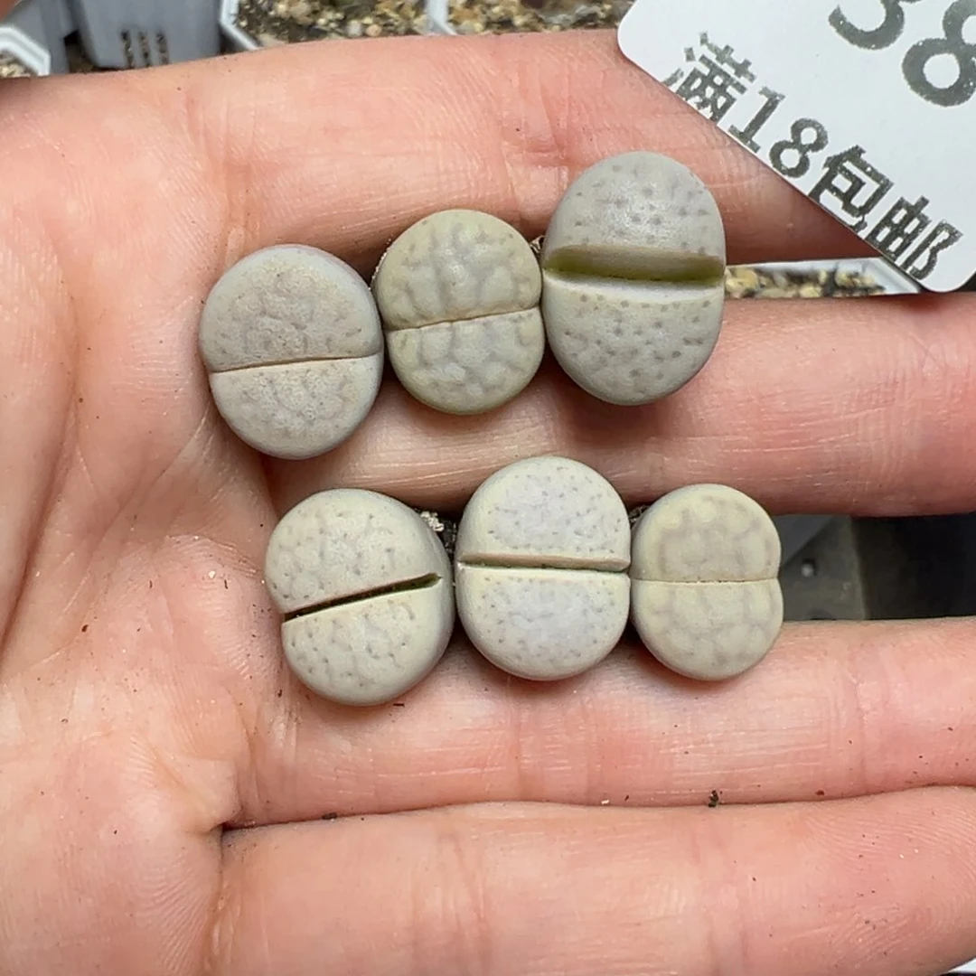 【闪购商品】738……