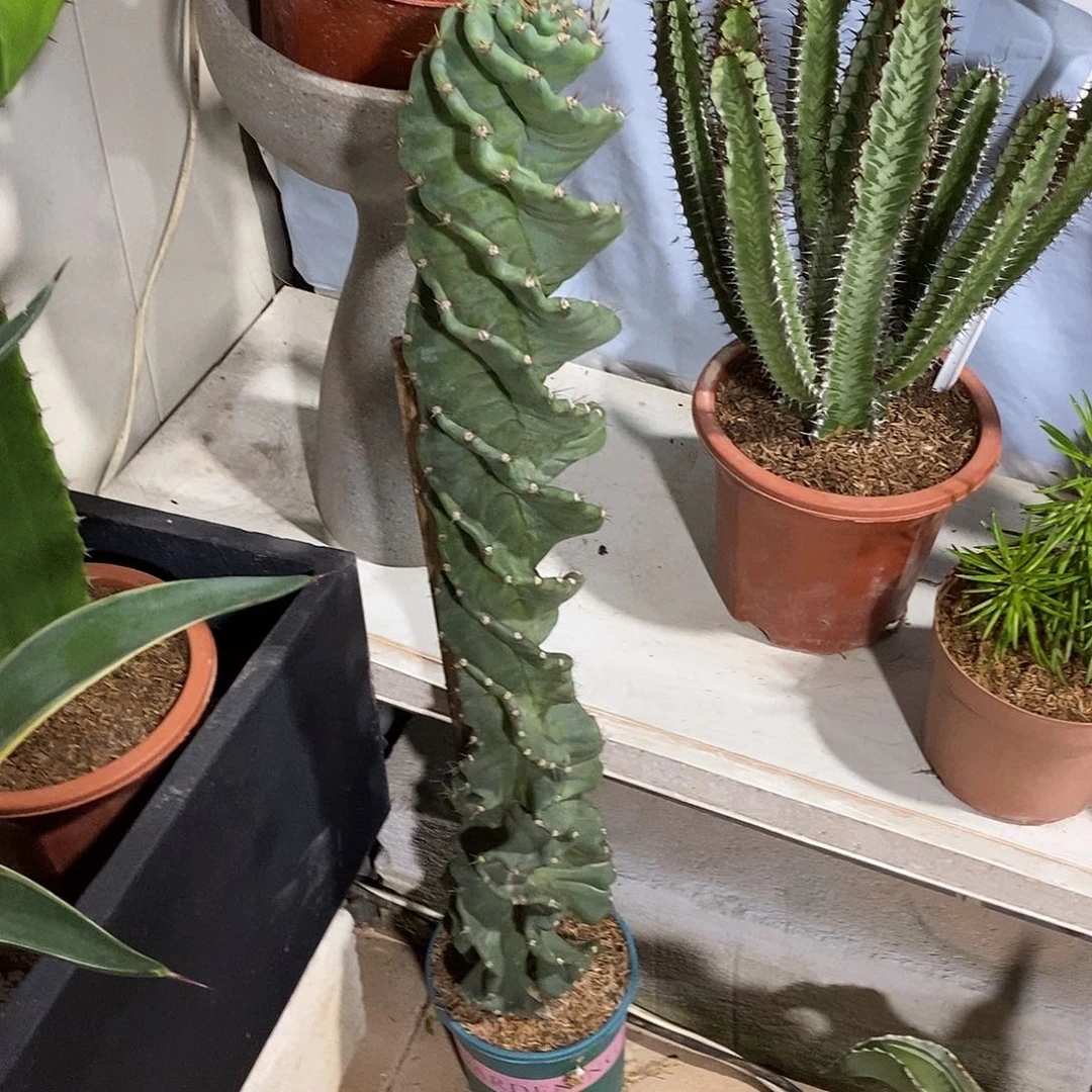 无花朵龙卷风一物一拍