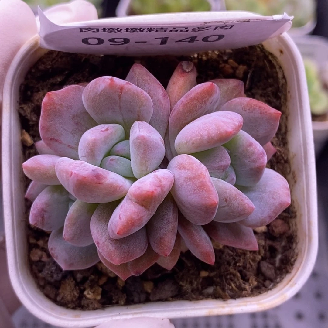【闪购商品】09-140