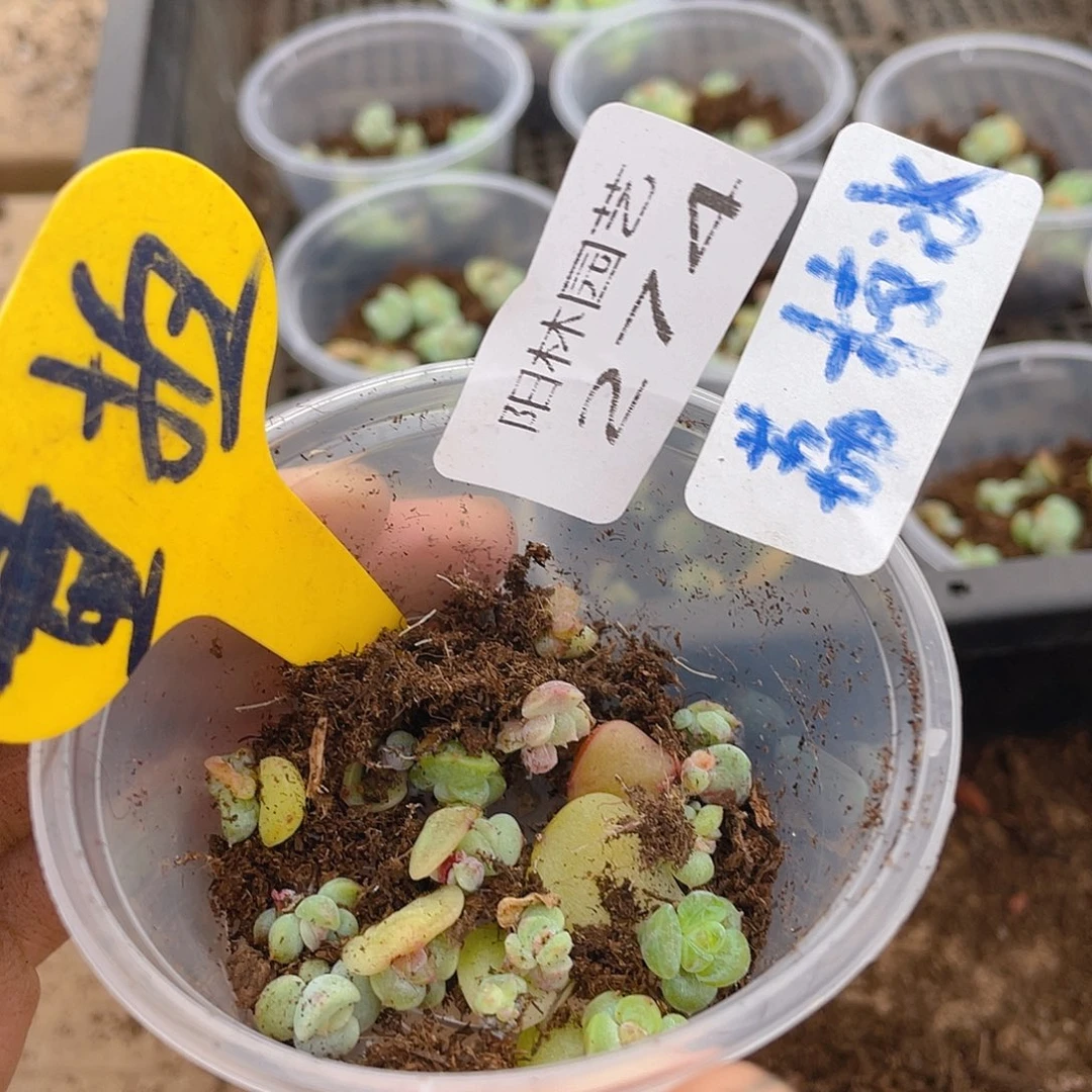 量拍多肉植物多肉植物274