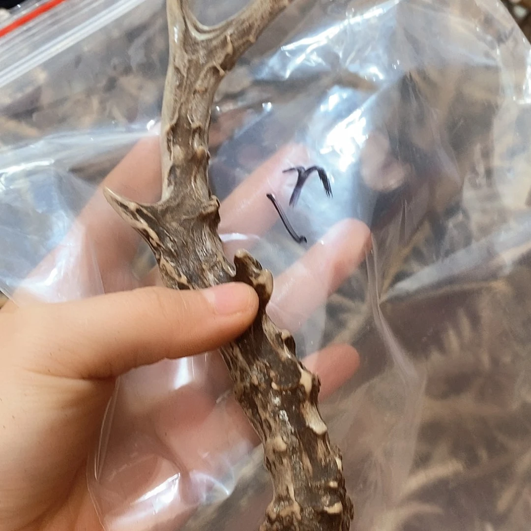 鹿角鹿角鹿角鹿面