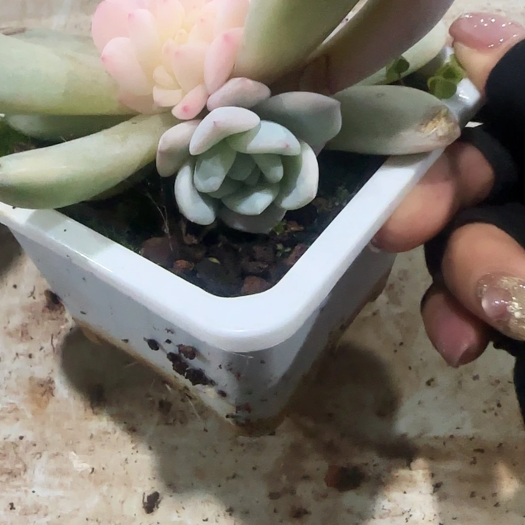 山****厂梦露底座群多肉