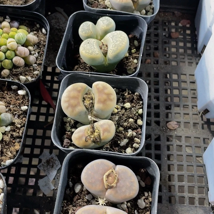 双头大生石花带盆土发