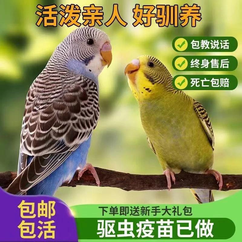 手养齐毛宠物鹦鹉虎皮云斑活鸟活物会学说话的鸟类宠物鸟运输包活