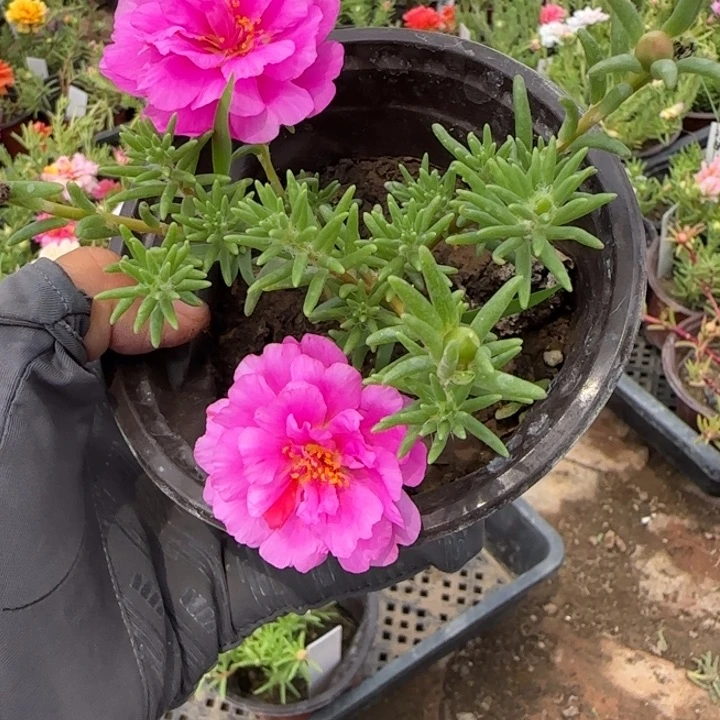 无花朵量拍深粉璎珞超小苗盆口10cm