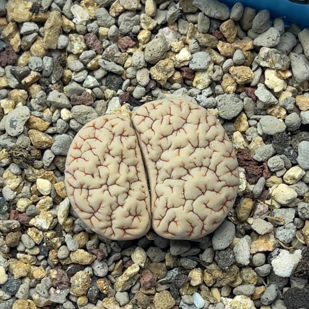 0989蜜纹凹凸189一颗