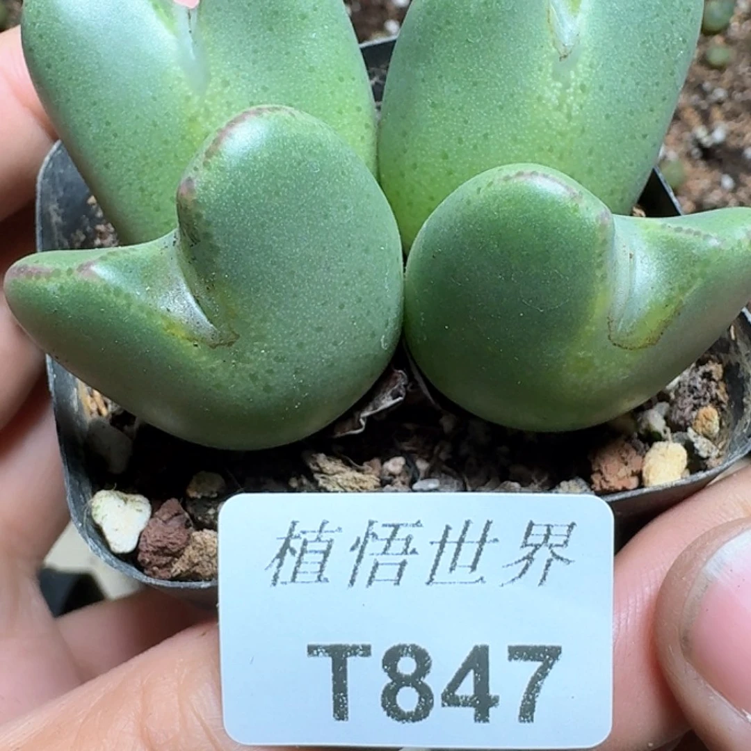 847号多肉植物哇vg