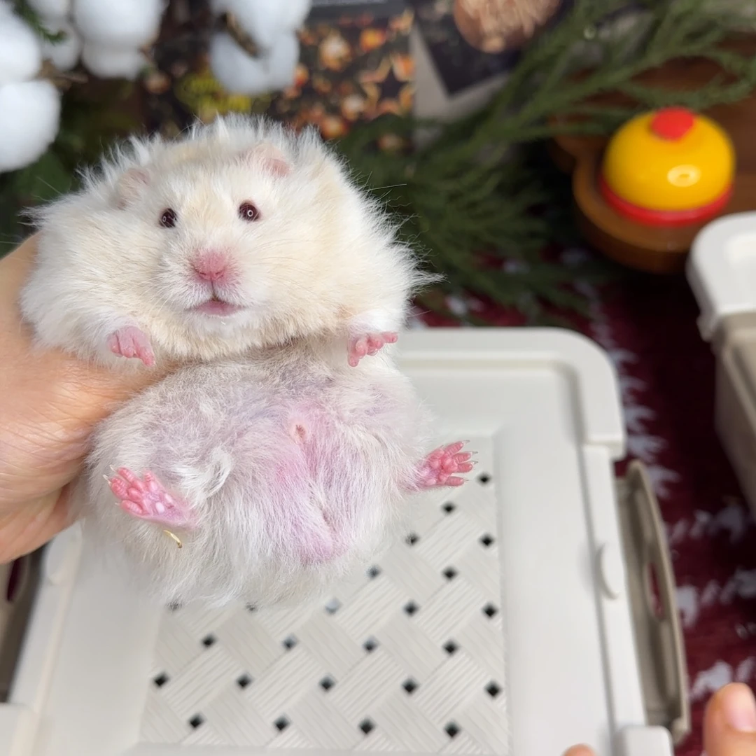 银灰金弟弟9.18生日