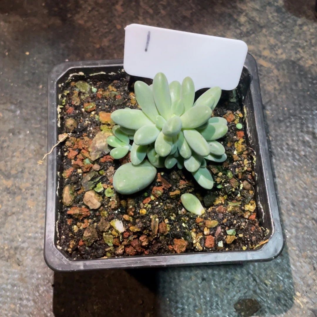 摩登女郎缀多肉植物