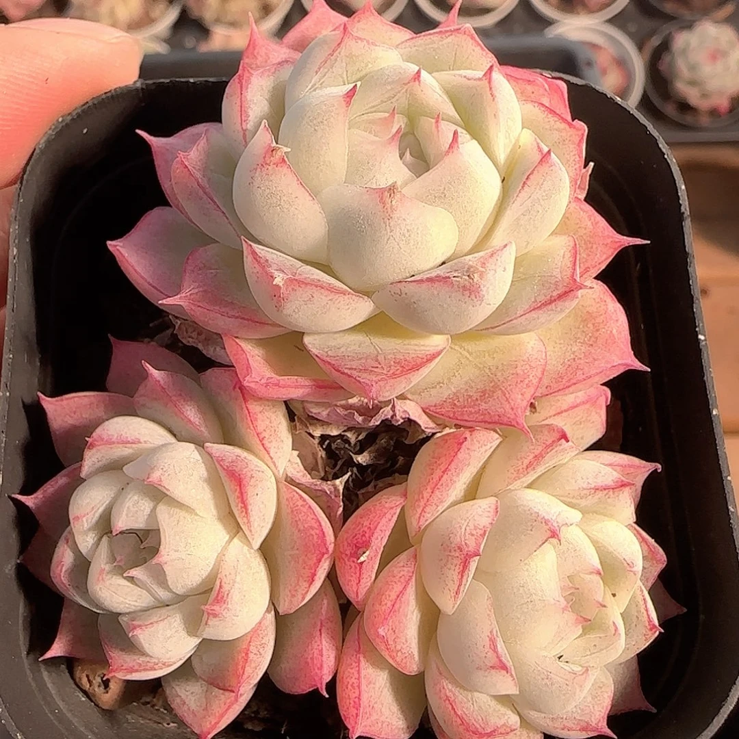 多肉1201-150女王玫瑰