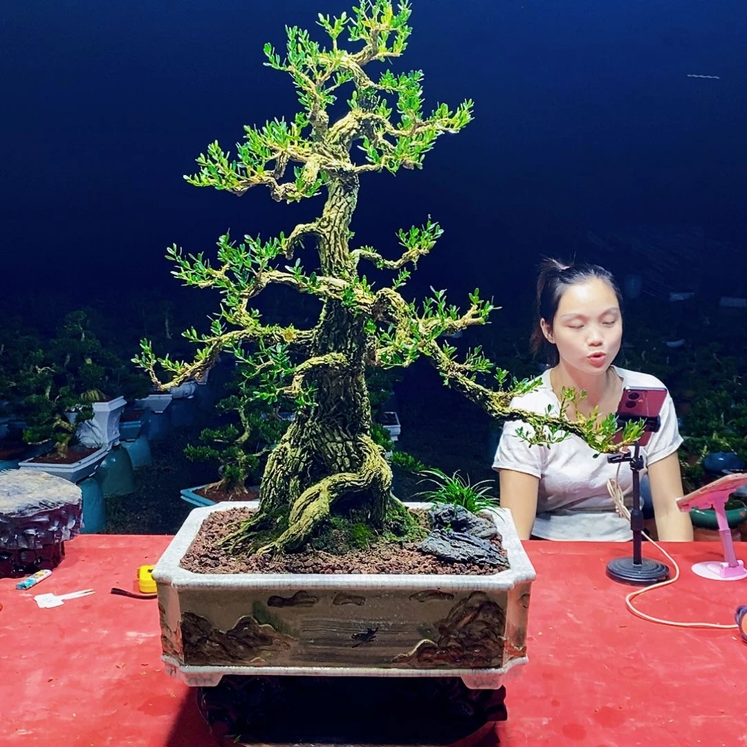 当前无花朵，栽培后可花朵