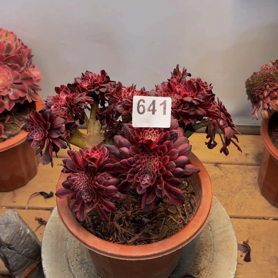 多肉植物黑铜超白锦缀641