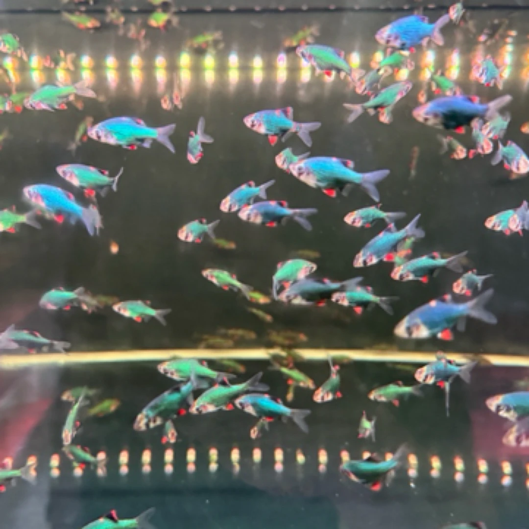 明天小鱼｜绿宝石变色虎皮鱼淡水热带鱼皮实好养