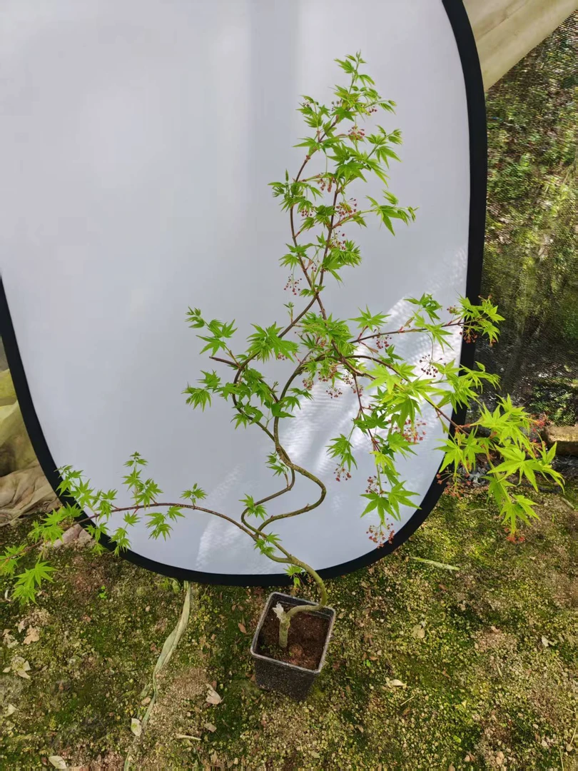 青流泉枫，清新雅致，泉水潺潺，枫叶如火，自然之美尽收眼底。