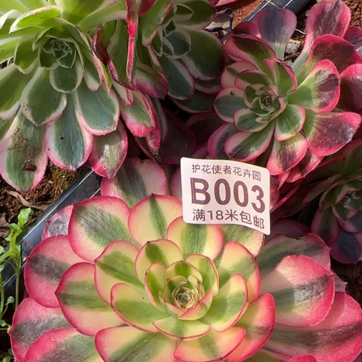 多肉法师淘宝福利