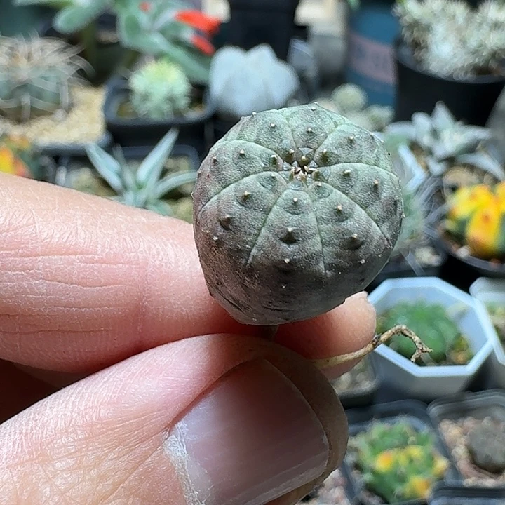 157欧版布纹球脱土发货