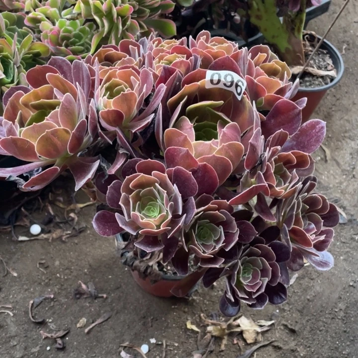 096蒙娜丽莎中班22厘米左右