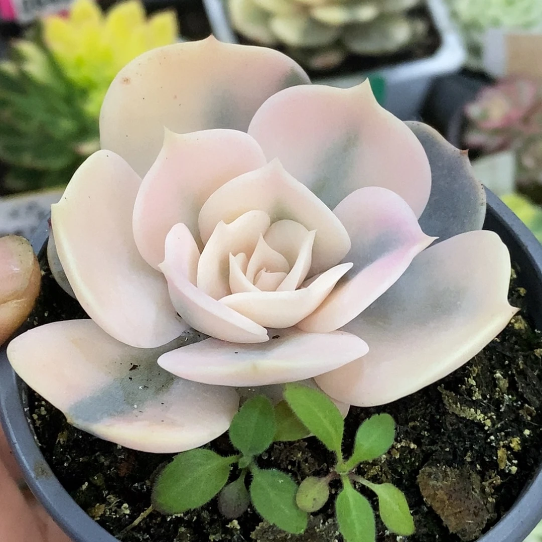 615双子座哈哈哈哈哈