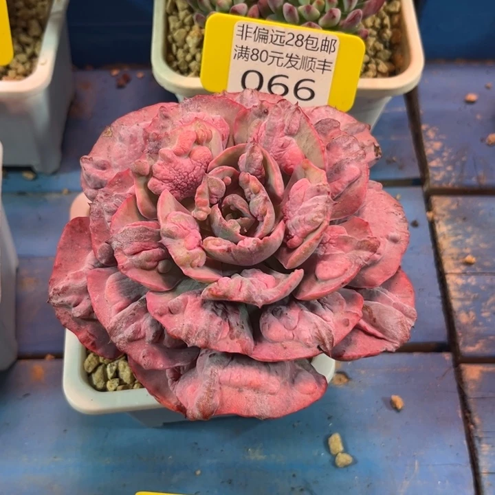 大066，vxvcvvbbbbbb