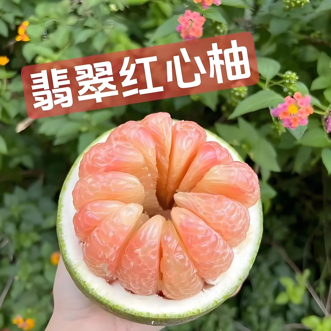 【口感之王】红心蜜柚红宝石翡翠青柚西双版纳果园直发