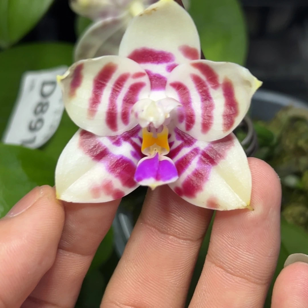 完全开放l309三寸ys1191